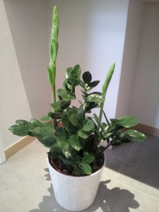 ザミオ　植物