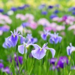 美しい、アイリスの花、夏