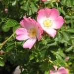 wild-flowers-179408_640